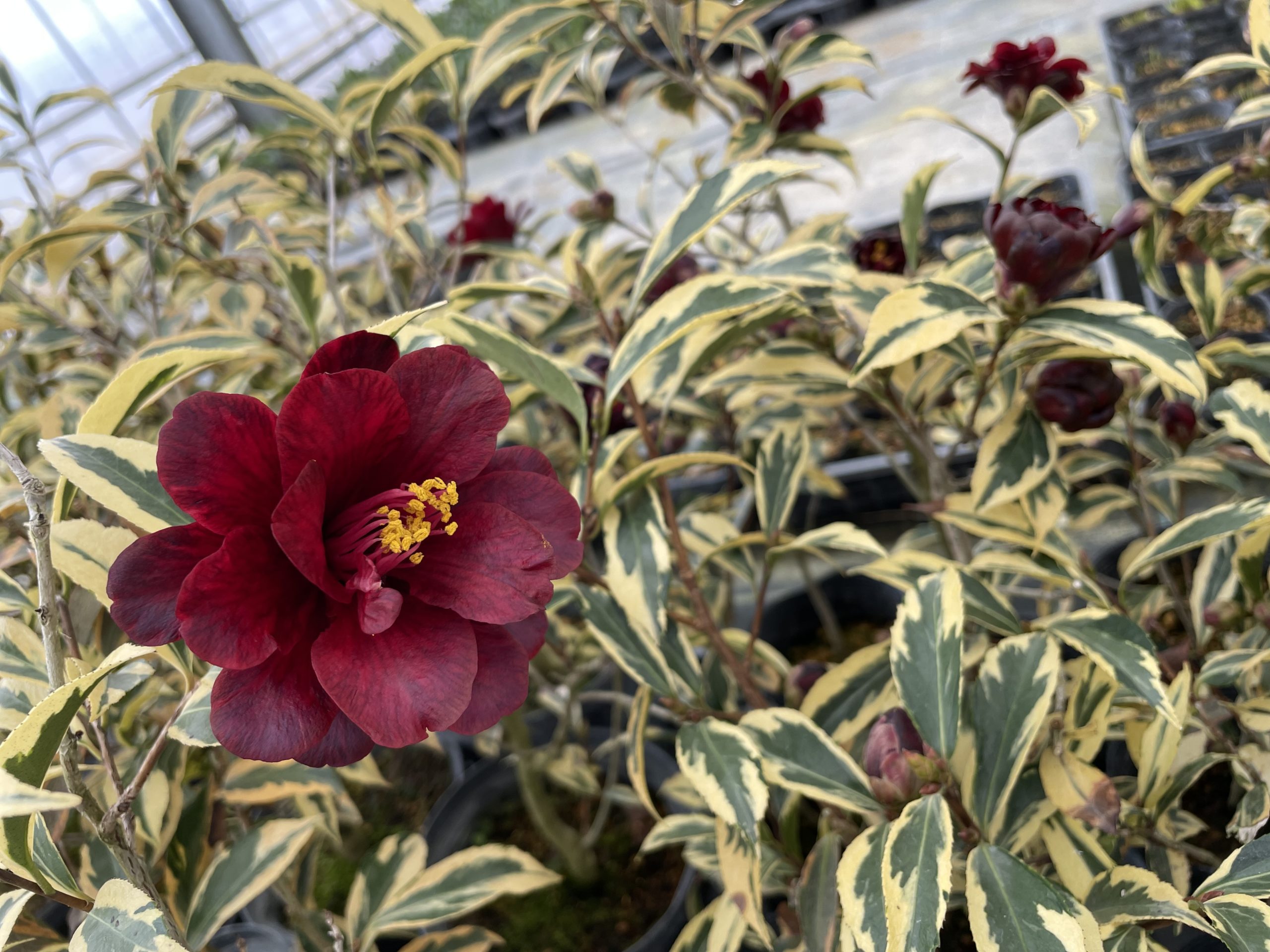 錦葉黒椿 Camellia japonica | 小須戸植物園